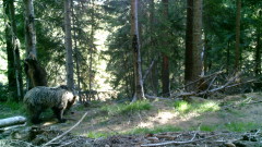 Няма да отстрелват мечката, нападнала жена край Белица
