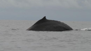 Огромни китове правят компания на участниците в Survivor