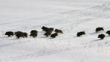 Ловец е загинал по невнимание през ловния сезон 2023-2024