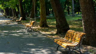 Голям клон падна и удари жена по главата в Пловдив
