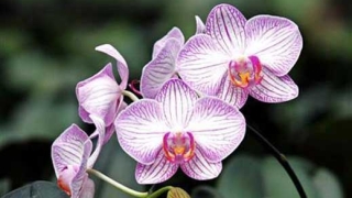 Орхидея за $175,000
