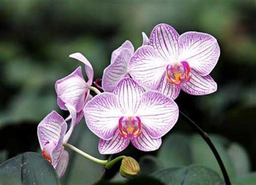 Орхидея за $175,000