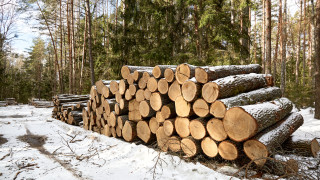 Търсенето на дърва за огрев нарасна с три пъти, държавата спира износа за трети страни