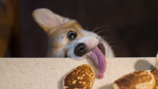 Котки-клюкарки и кунг-фу куче - най-смешните домашни любимци на планетата според Comedy Pet Photo Awards