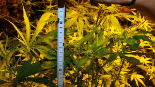 Оранжерия за марихуана в мазето на софийска къща откриха полицаи