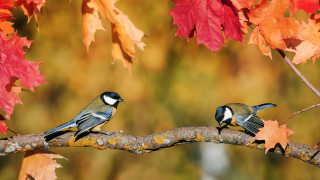 Докато климатът се затопля птиците се смаляват а размахът на