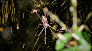 Сякаш излязъл от приказка Trichonephila clavipes известен още като златния