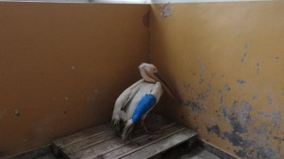Оцелелият розов пеликан намерен в с Водно е опериран успешно