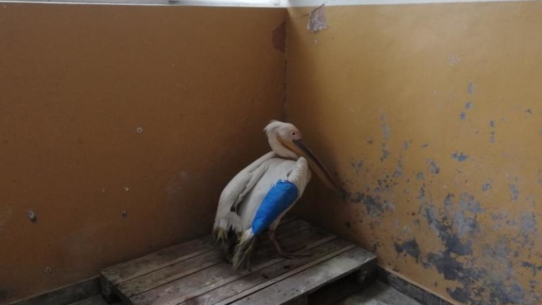 Оцелелият розов пеликан, намерен в с. Водно е опериран успешно.