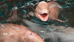 Точка на кипене - какво причини масовото измиране на делфини в Амазонка