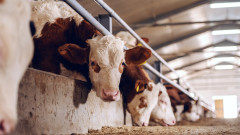 Очаква се спад в производството на мляко в ЕС и затваряне на малки ферми