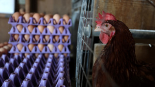 Нарастващ брой американски граждани започват да наемат кокошки тъй като