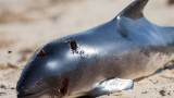 Труп на делфин уплаши туристи на плажа до Приморско
