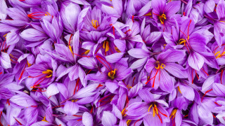 Вероятно малцина знаят че на Земята има подправка която е