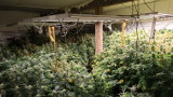  Министерство на вътрешните работи се хвали с от ден на ден разрушени оранжерии за марихуана 
