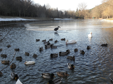 Лед скова езерото и ядоса патици и лебеди в благоевградския парк "Бачиново"