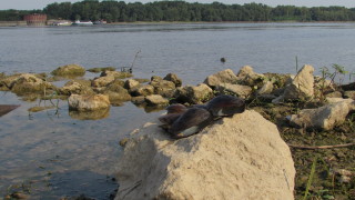 В Приморско скочиха срещу проект за мидена плантация