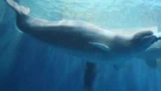 Калифорнийски кит имитира човешка реч