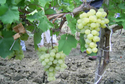 Изплатени са 9 млн.евро за лозарство