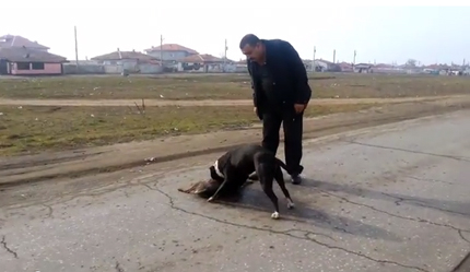 Погват циганина, насъскал питбула си срещу улично куче