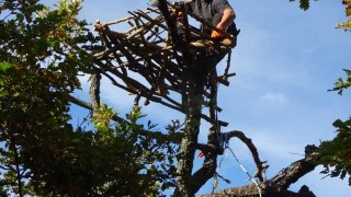 Измайсториха още 2 гнезда за черните лешояди в Родопите