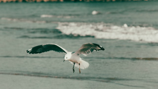 Някои представители на света на птиците са способни на наистина