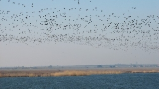 Окръжната прокуратура в Добрич ръководи досъдебно производство за унищожаване на