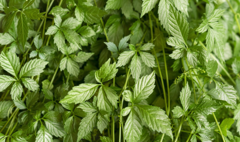 Джиаогулан