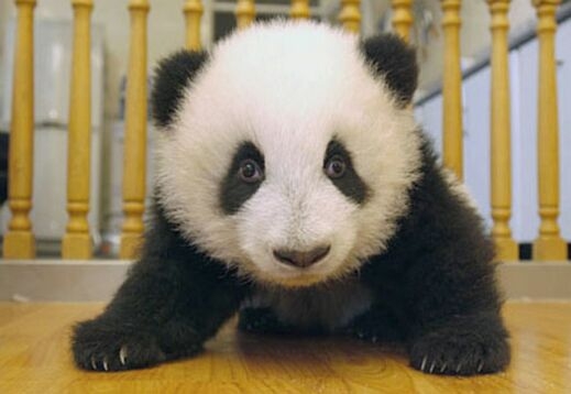 В Китай освободиха опитомени панди