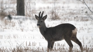 НИМХ издаде оранжев и жълт код за снеговалежи усилване на