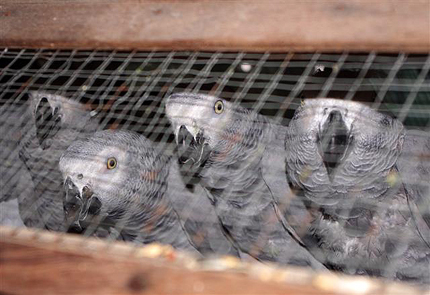 Митничари предотвратиха трафик на 30 папагала „Жако” 