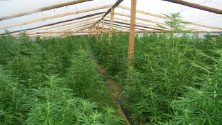 Хванаха перничанин със 113 растения марихуана