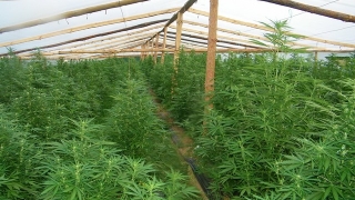 Полицаите от Второто районно управление в Перник хванаха жътвар на