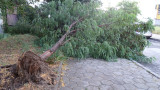 Силен вятър изкорени дървета в столична детска градина 