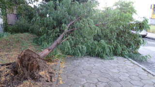 Силна буря изкорени дървета и потроши коли в Благоевград съобщава