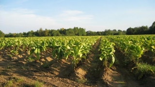 Фонд „Земеделие" изплаща над 107 млн. лева за тютюна