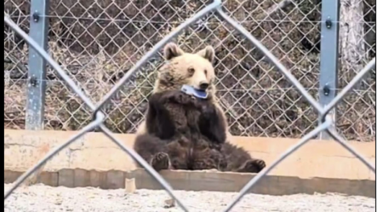 Глобяват мъжа, изтървал телефона си при мечките в зоопарка в Стара Загора