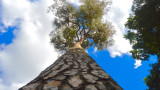  Защо местоположението на най-високото дърво в света се пази в строга загадка 