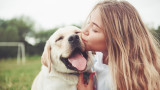 Кучетата и проучването, което доказва, че плачат, когато отново видят стопаните си
