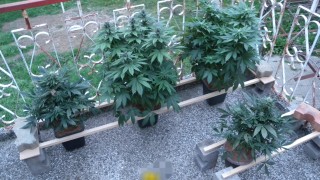 Наркооранжерия бе разкрита при акция на полицията в Кърджали съобщава