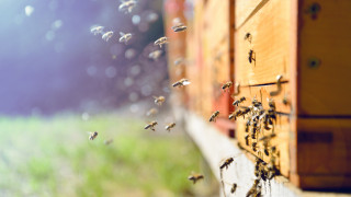 Учени разкриха основната причина за измирането на пчелите