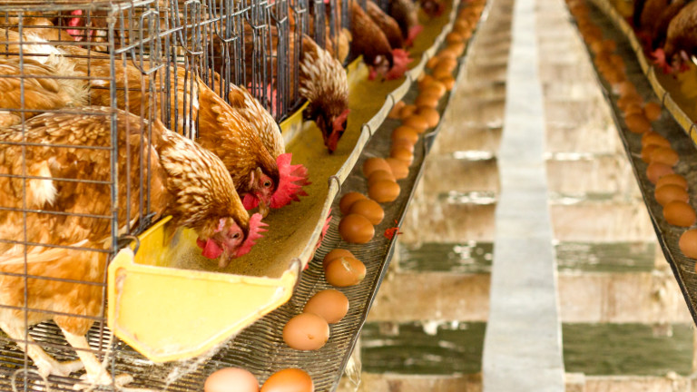 Във Великобритания възникна недостиг на един от най-важните хранителни продукти