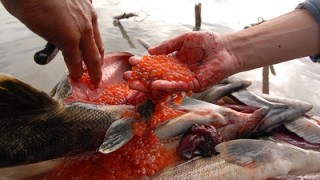 Червеният хайвер в Русия продължава да поскъпва с наближаването на