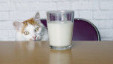  Котките, обичат ли в действителност мляко и други обстоятелства за домашните любимци 