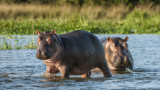 В Колумбия умуват по какъв начин да решат казуса с хипопотамите на Пабло Ескобар 