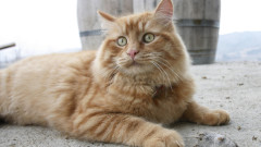 100 мъртви котки открити в дома на пенсионер във Франция