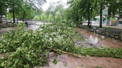 Дърво падна вълху автомобил и пешеходка в Пловдив
