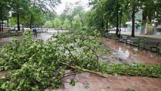Паднало дърво изпотроши десет автомобила в Пловдив