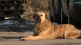  Глутница кучета атакува и умъртви жена в Долна Оряховица 