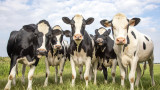 Метанът, парниковите газове, добитъкът и как Нова Зеландия ще наложи данък на животновъдите